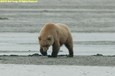 bear digging for clams